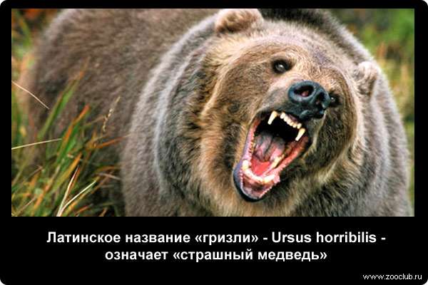 Латинское название «гризли» - Ursus horribilis - означает «страшный медведь».