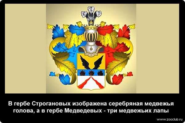  В гербе Cтpoгaновыx изображена серебряная медвежья голова, а в гербе Медведевых - три медвежьих лапы