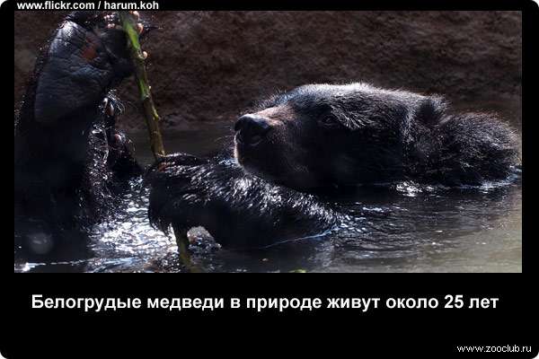  Белогрудые медведи в природе живут около 25 лет