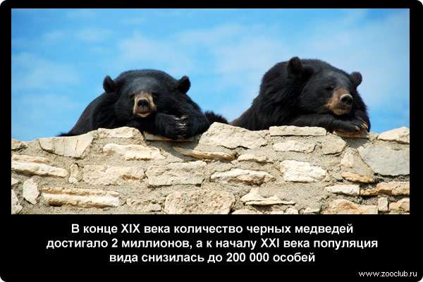  В конце XIX века количество черных медведей достигало 2 миллионов, а к началу XXI века популяция вида снизилась до 200 000 особей