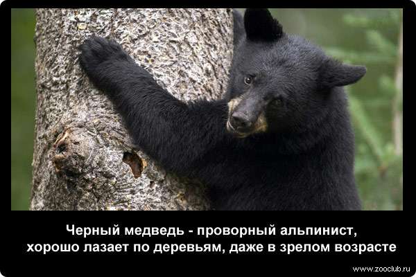  Черный медведь - проворный альпинист, хорошо лазает по деревьям, даже в зрелом возрасте