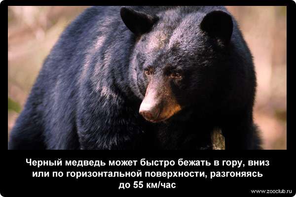  Черный медведь может быстро бежать в гору, вниз или по горизонтальной поверхности, разгоняясь до 55 км/ч