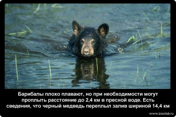  Барибалы плохо плавают, но при необходимости могут проплыть расстояние до 2,4 км в пресной воде. Есть сведения, что черный медведь переплыл залив шириной 14,4 км