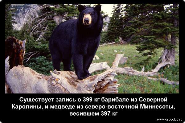  Существует запись о 399 кг барибале из Северной Каролины, и медведе из северо-восточной Миннесоты, весившем 397 кг