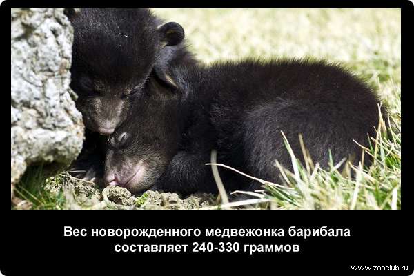  Вес новорожденного медвежонка барибала составляет 240-330 г