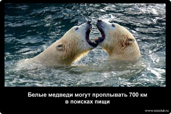  Белые медведи могут проплывать 700 км в поисках пищи