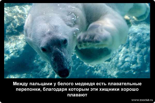  Между пальцами у белого медведя есть плавательные перепонки, благодаря которым эти хищники хорошо плавают