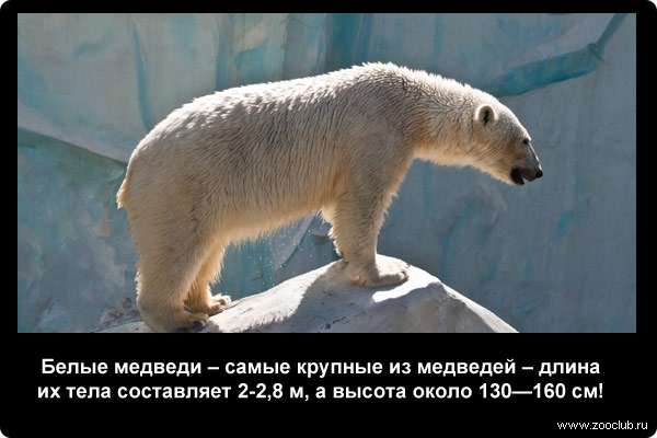 Белые медведи - самые крупные из медведей - длина их тела составляет 2-2,8 м, а высота около 130-160 см