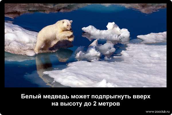  Белый медведь может подпрыгнуть вверх на высоту до 2 м