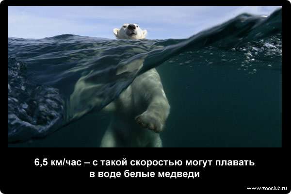  6,5 км/час - с такой скоростью могут плавать в воде белые медведи