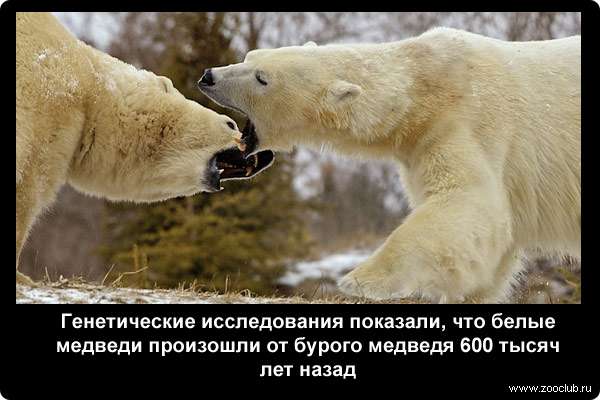  Генетические исследования показали, что белые медведи произошли от бурого медведя 600 тыс лет назад