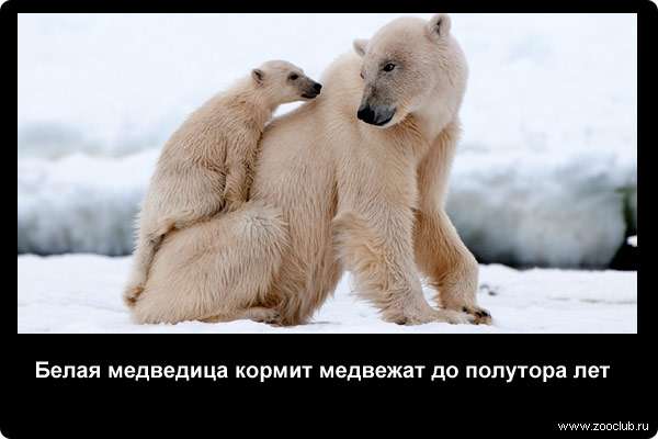  Белая медведица кормит медвежат до полутора лет