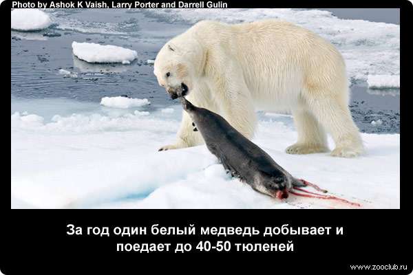  За год один белый медведь добывает и поедает до 40-50 тюленей