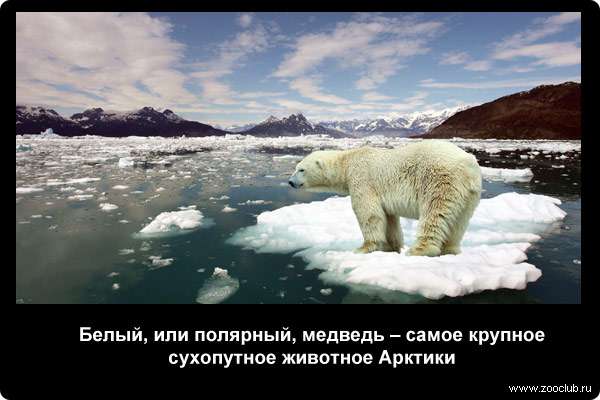  Белый, или полярный, медведь - самое крупное сухопутное животное Арктики