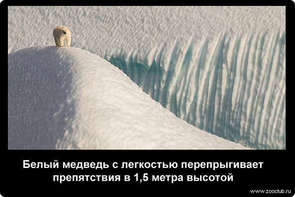  Белый медведь с легкостью перепрыгивает препятствия в 1,5 м высотой