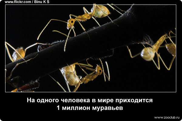  На одного человека в мире приходится 1 миллион муравьев