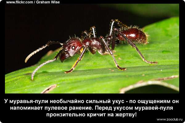 У муравья-пули необычайно сильный укус - по ощущениям он напоминает пулевое ранение. Перед укусом муравей-пуля пронзительно кричит на жертву