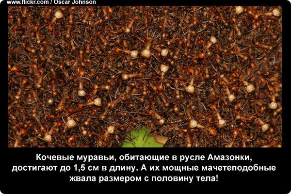  Кочевые муравьи, обитающие в русле Амазонки, достигают до 1,5 см в длину. А их мощные мачетеподобные жвала размером с половину тела