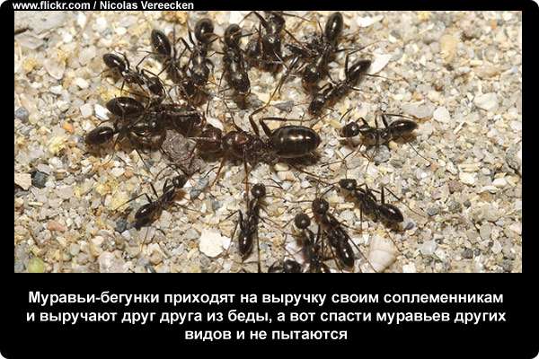  Муравьи-бегунки приходят на выручку своим соплеменникам и выручают друг друга из беды, а вот спасти муравьев других видов и не пытаются