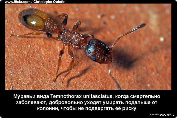 Муравьи вида Temnothorax unifasciatus, когда смертельно заболевают, добровольно уходят умирать подальше от колонии, чтобы не подвергать её риску.