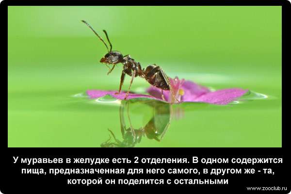  У муравьев в желудке есть 2 отделения. В одном содержится пища, предназначенная для него самого, в другом же - та, которой он поделится с остальными