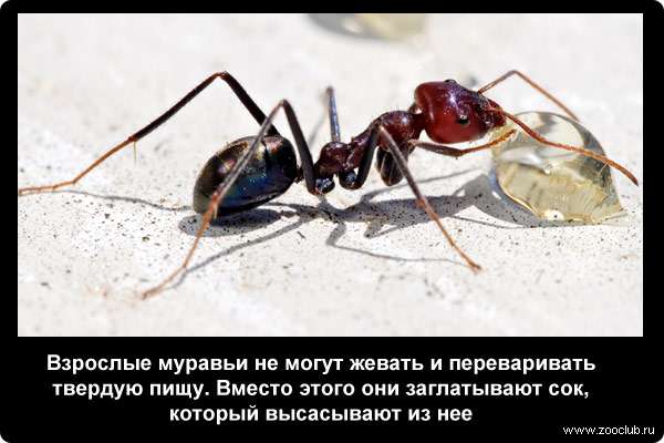  Взрослые муравьи не могут жевать и переваривать твердую пищу. Вместо этого они заглатывают сок, который высасывают из нее
