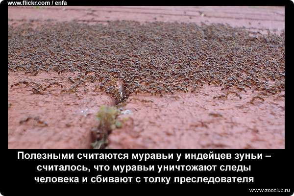  Полезными считаются муравьи у индейцев зуньи - считалось, что муравьи уничтожают следы человека и сбивают с толку преследователя
