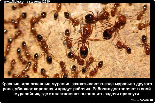 Красные муравьи захватывают гнезда муравьев другого рода, убивают королеву и крадут рабочих. Рабочих доставляют в свой муравейник, где их заставляют выполнять задачи прислуги