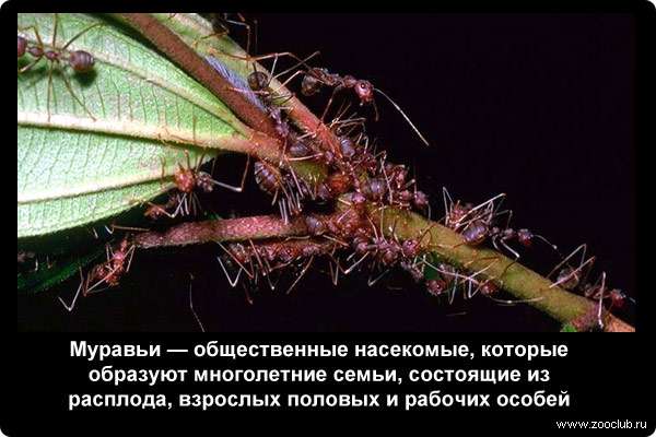  Муравьи - общественные насекомые, которые образуют многолетние семьи, состоящие из расплода, взрослых половых и рабочих особей