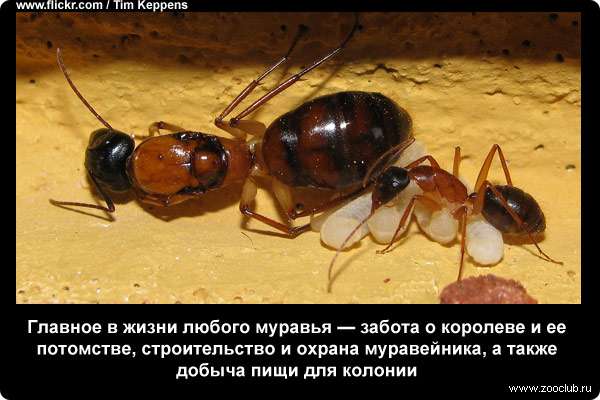 Главное в жизни любого муравья - забота о королеве и ее потомстве, строительство и охрана муравейника, а также добыча пищи для колонии.
