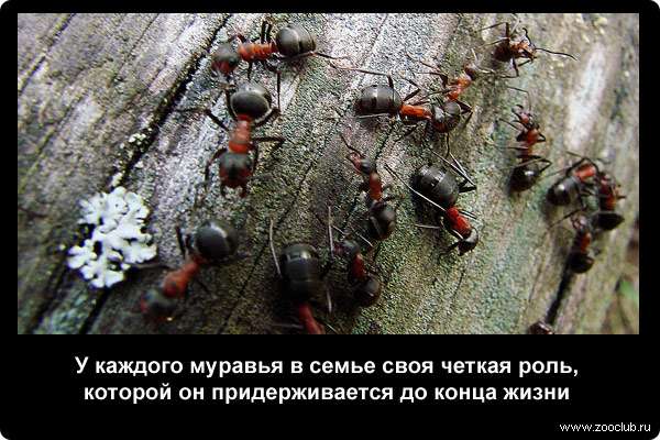  У каждого муравья в семье своя четкая роль, которой он придерживается до конца жизни