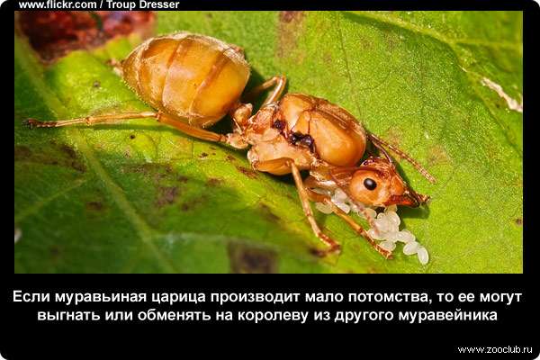  Если муравьиная царица производит мало потомства, то ее могут выгнать или обменять на самку из другого муравейника