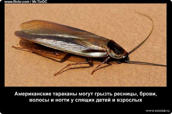  Американские тараканы могут грызть ресницы, брови, волосы и ногти у спящих детей и взрослых