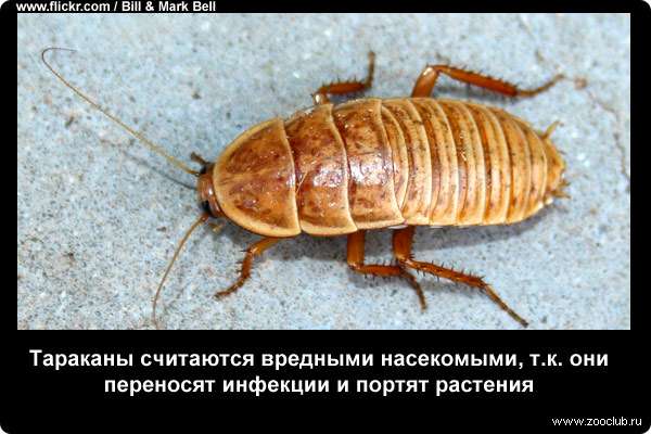  Тараканы считаются вредными насекомыми, т.к. они переносят инфекции и портят растения