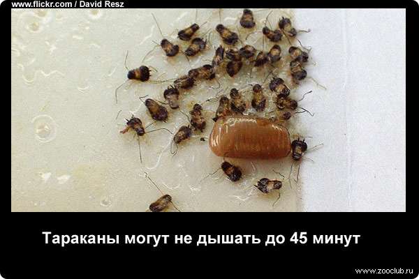  Тараканы могут не дышать до 45 мин