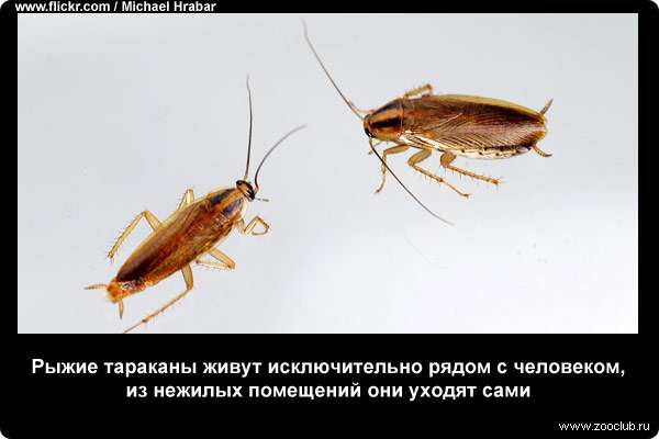  Рыжие тараканы живут исключительно рядом с человеком, из нежилых помещений они уходят сами