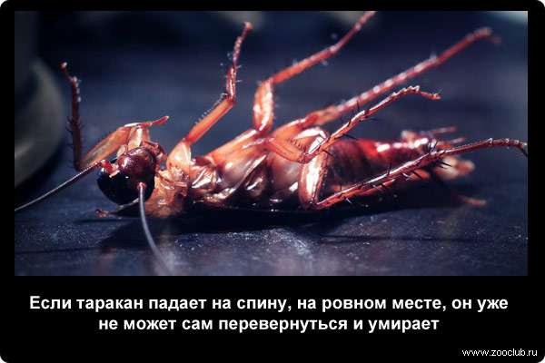  Если таракан падает на спину, на ровном месте, он уже не может сам перевернуться и умирает