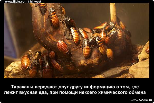  Тараканы передают друг другу информацию о том, где лежит вкусная еда, при помощи некоего химического обмена