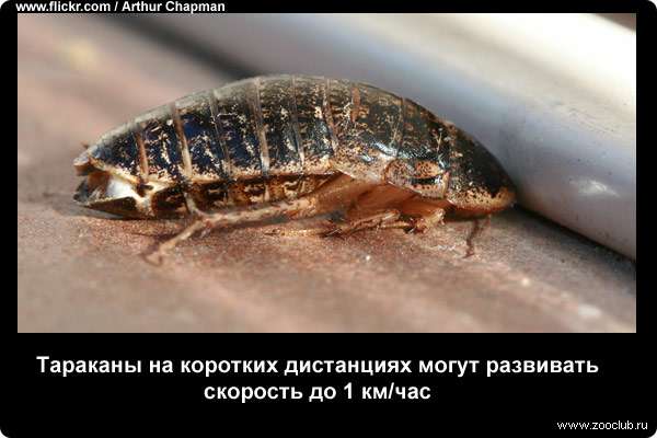  Тараканы на коротких дистанциях могут развивать скорость до 1 км/ч