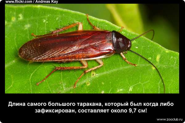  Длина самого большого таракана, который был когда либо зафиксирован, составляет около 9,7 см