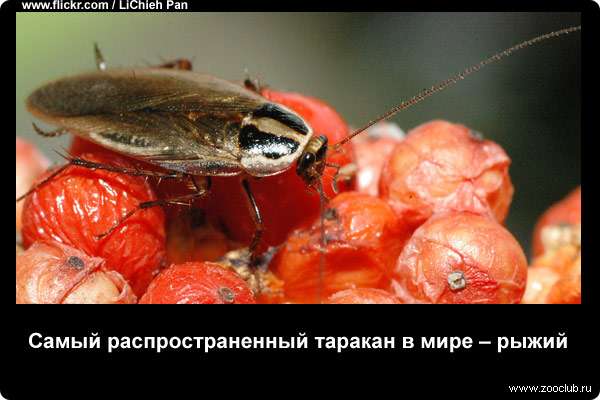  Самый распространенный таракан в мире - рыжий