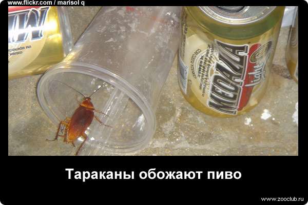  Тараканы обожают пиво