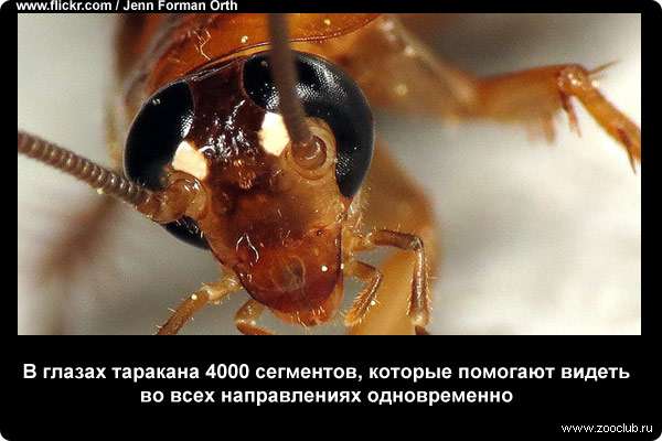  В глазах таракана 4000 сегментов, которые помогают видеть во всех направлениях одновременно
