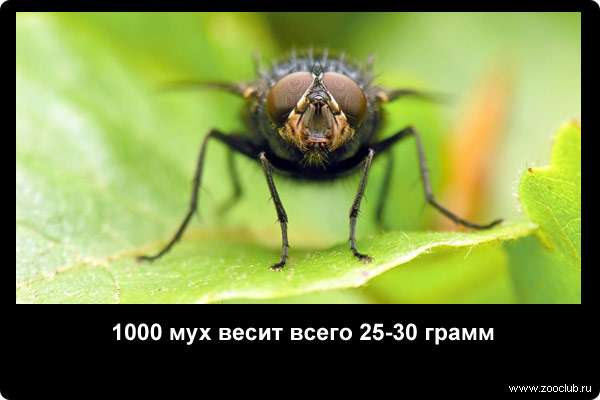  1000 мух весит всего 25-30 грамм