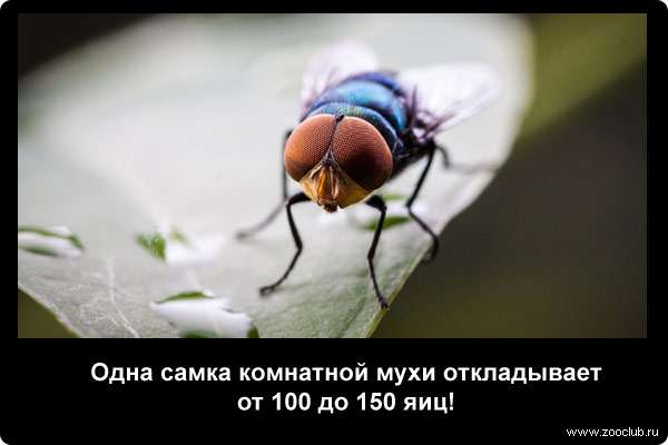  Одна самка комнатной мухи откладывает от 100 до 150 яиц