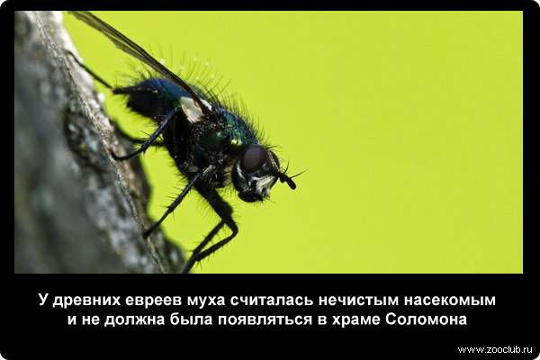  У древних евреев муха считалась нечистым насекомым и не должна была появляться в храме Соломона