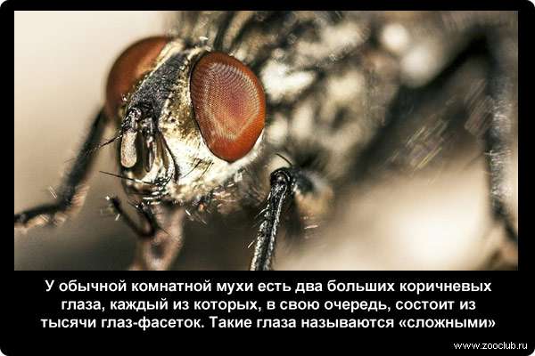  У обычной комнатной мухи есть два больших коричневых глаза, каждый из которых, в свою очередь, состоит из тысячи глаз-фасеток. Такие глаза называются сложными