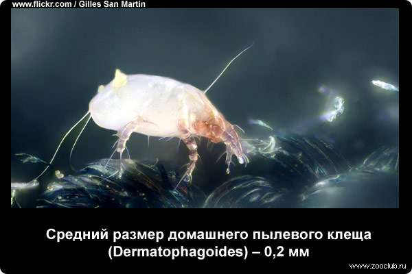  Средний размер домашнего пылевого клеща (Dermatophagoides) - 0,2 мм
