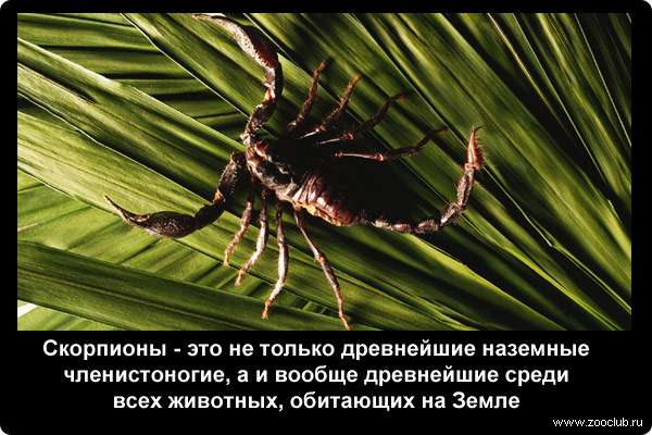  Скорпионы - это не только древнейшие наземные членистоногие, а и вообще древнейшие среди всех животных, обитающих на Земле