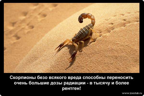  Скорпионы безо всякого вреда способны переносить очень большие дозы радиации - в тысячу и более рентген